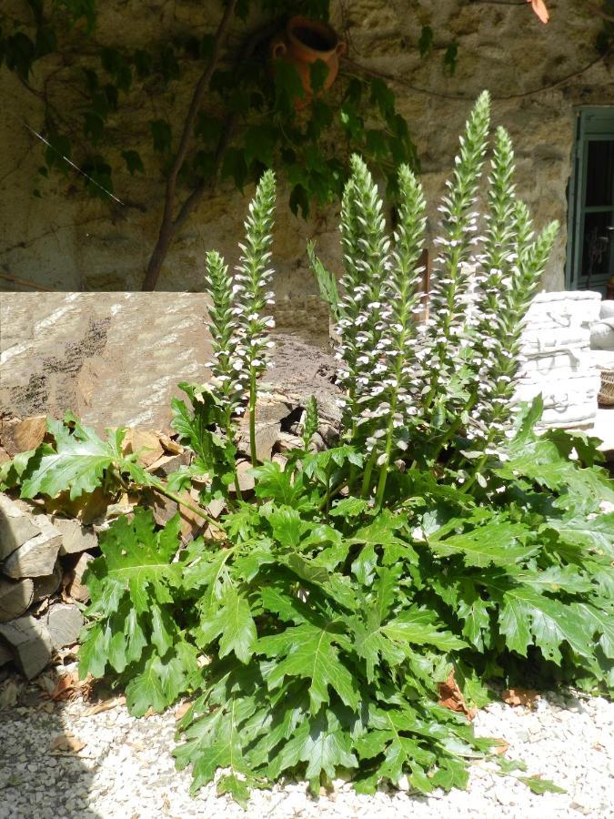 Les Acanthes Lauris Exteriör bild